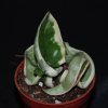 Hoya carnosa varieg.-art584